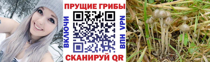 Галлюциногенные грибы Psilocybe  Йошкар-Ола 
