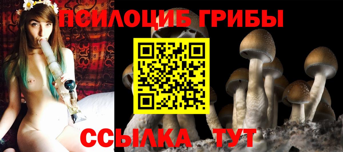 наркота  Йошкар-Ола  Галлюциногенные грибы Psilocybine cubensis 